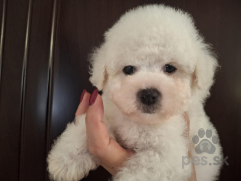 Spoločenské a sprievodné psy, Bichon Frisé šteniatka