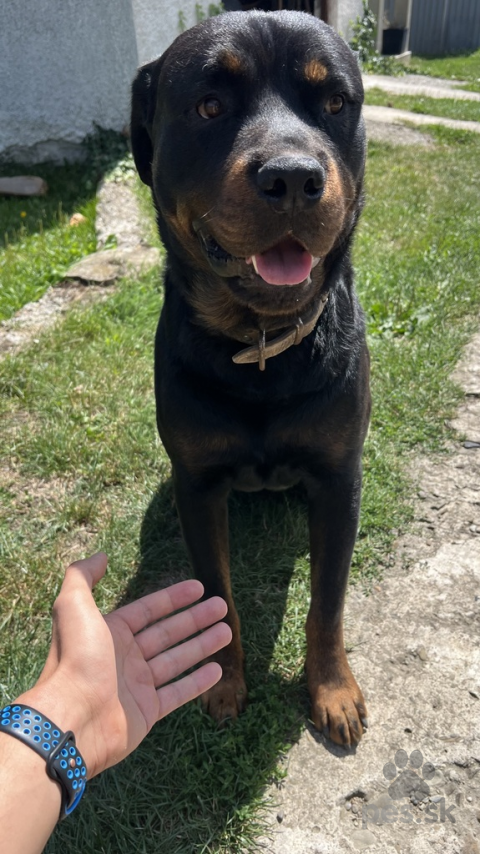 Pinče, bradáče, molosoidy a švajčiarske salašnícke psy, Rotvajler, Rottweiler krytie