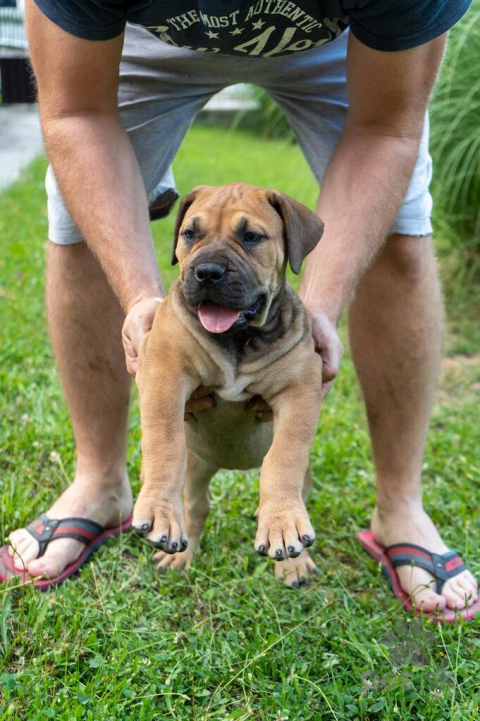 Neuznané plemená a krížence, Južnoafrický mastif – Boerboel šteniatka