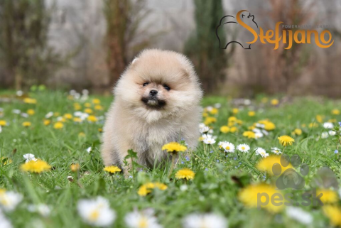 Špice a primitívne typy, Pomeranský špic BOO šteniatka