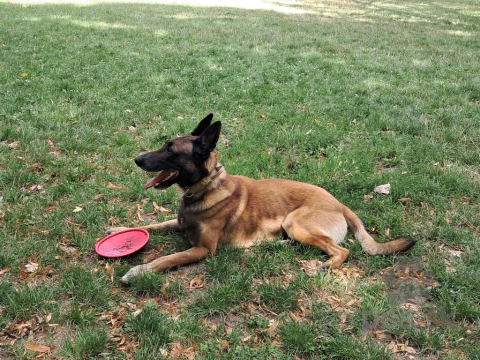 Ovčiaky a pastierske psy, Belgický ovčiaka- Malinois