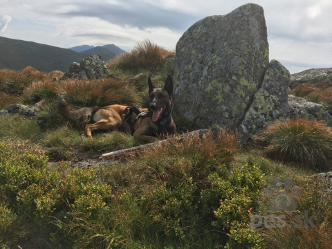 Ovčiaky a pastierske psy, Belgický ovčiaka- Malinois