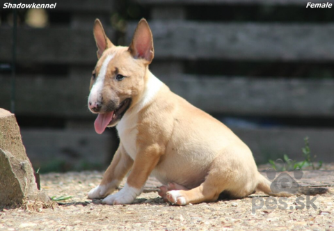 Teriéry, Mini bullteriér – krásne šteniatka