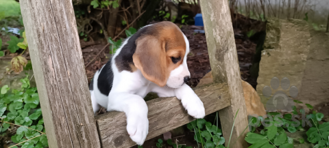 Duriče, farbiare a príbuzné plemená, Bígl, bígel, beagle