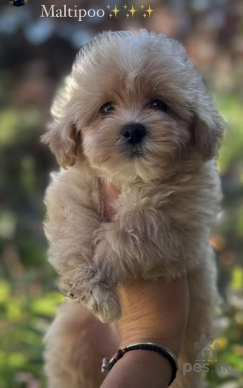 Neuznané plemená a krížence, Maltipoo šteniatka špičkovej genetiky