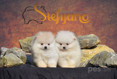 Špice a primitívne typy, Pomeranský špic BOO šteniatka