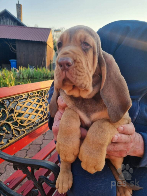 Duriče, farbiare a príbuzné plemená, bloodhound