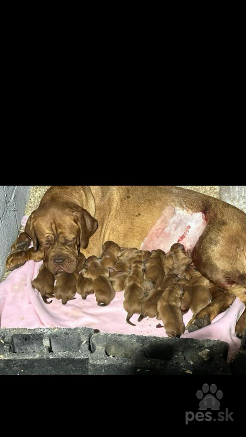 Pinče, bradáče, molosoidy a švajčiarske salašnícke psy, Dogue de Bordeaux Bordó doga šteniatka