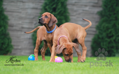 Duriče, farbiare a príbuzné plemená, Rhodesian Ridgeback