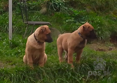 Ovčiaky a pastierske psy, Šteniatka BO-malinois(cross)