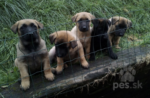Ovčiaky a pastierske psy, Šteniatka BO-malinois