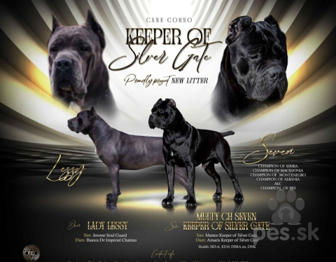 Pinče, bradáče, molosoidy a švajčiarske salašnícke psy, Cane Corso krásne šteniatka