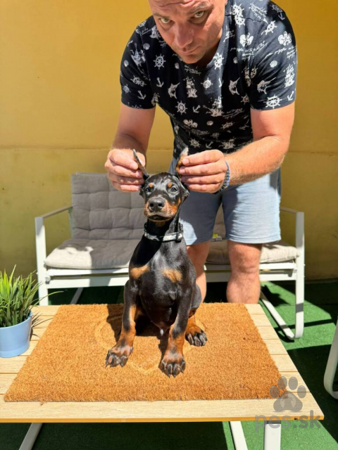 Pinče, bradáče, molosoidy a švajčiarske salašnícke psy, Doberman šteniatka na predaj
