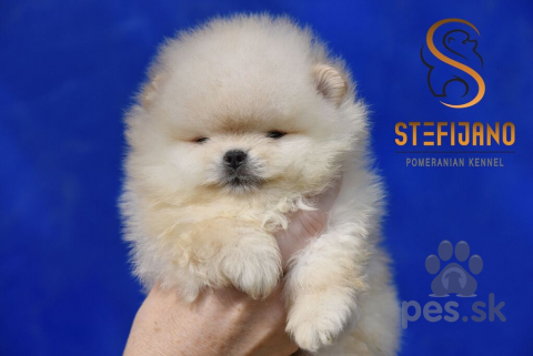 Špice a primitívne typy, Pomeranský špic BOO šteniatka