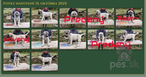 Pinče, bradáče, molosoidy a švajčiarske salašnícke psy, Kangal Çoban Köpegi