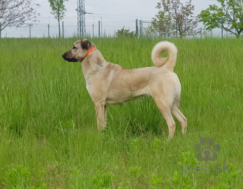 Pinče, bradáče, molosoidy a švajčiarske salašnícke psy, Kangal Çoban Köpegi