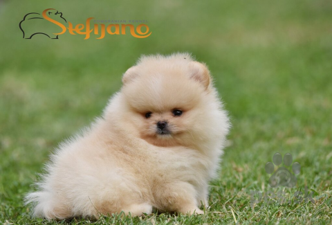 Špice a primitívne typy, Pomeranský špic BOO šteniatka