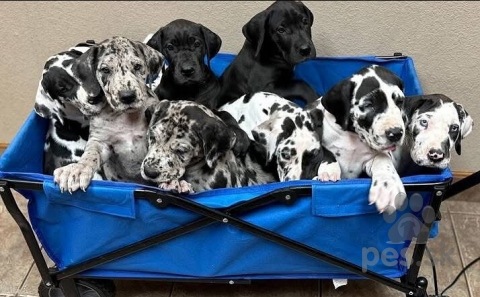 Pinče, bradáče, molosoidy a švajčiarske salašnícke psy, K dispozícii sú sučky nemeckej dogy.