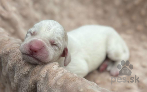 Stavače, Spinone italiano - štěniatko