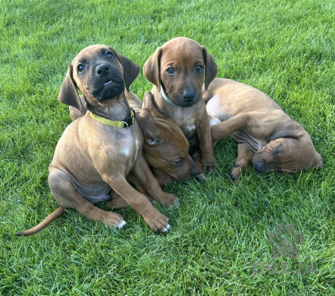 Duriče, farbiare a príbuzné plemená, Šteniatka Rhodesian Ridgeback /Rhodézsky ridgeback