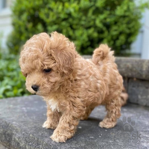 Spoločenské a sprievodné psy, Rozkošné šteniatko maltézskeho teriéra.