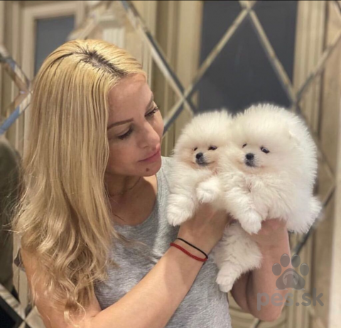 Špice a primitívne typy, Krásne šteniatko pomeraniana.