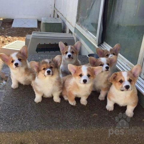 Ovčiaky a pastierske psy, Rozkošný waleský corgi pembroke