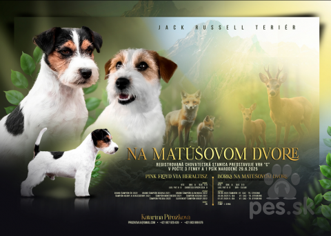 Teriéry, Jack Russell Terier FCI s PP