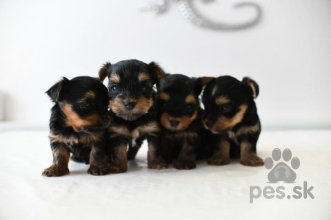 Teriéry, Šteniatka yorkshirského teriéra