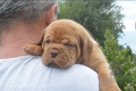 Pinče, bradáče, molosoidy a švajčiarske salašnícke psy, Bordó doga (Dogue de Bordeaux) krásne šteniatka