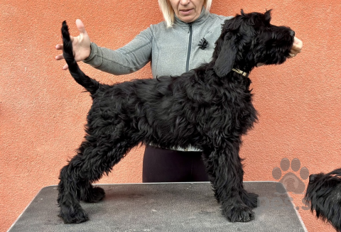 Pinče, bradáče, molosoidy a švajčiarske salašnícke psy, BRADÁČ VEĽKÝ