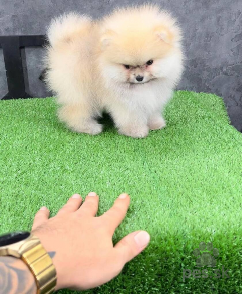Špice a primitívne typy, Krásne šteniatko pomeraniana.