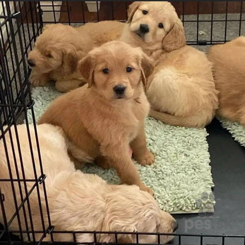Retrívre, sliediče a vodné psy, Krásne šteniatka Leberador Retriever pripravené do nového domova.