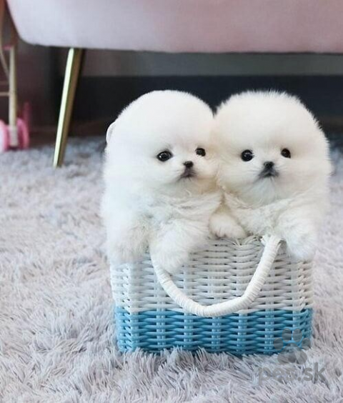 Špice a primitívne typy, Štěňata pomeranského buldoka