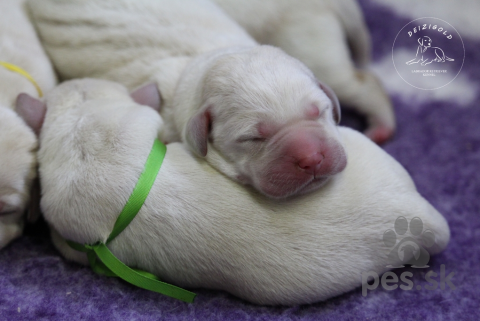 Retrívre, sliediče a vodné psy, Labrador retriever s rodokmeňom pôvodu