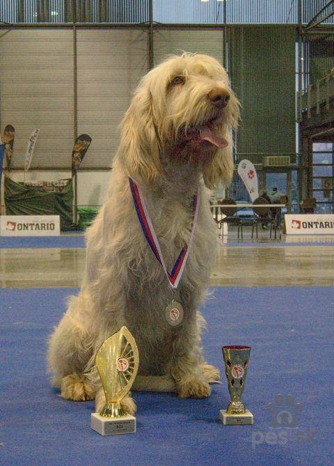Stavače, Talianský spinone