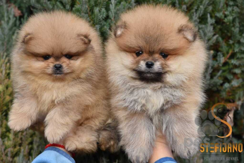 Špice a primitívne typy, Pomeranský špic BOO šteniatka
