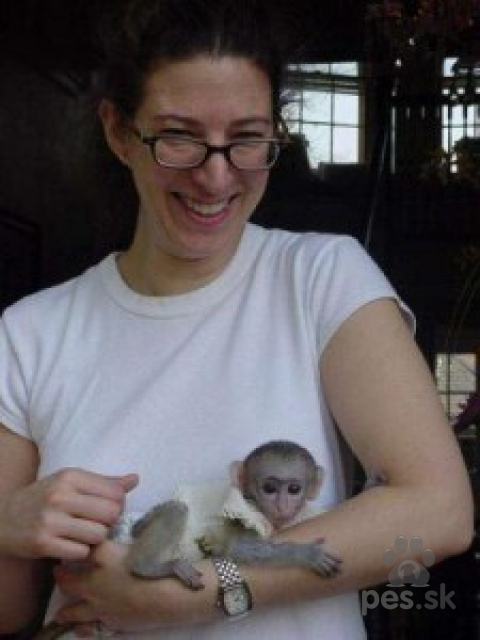 Teriéry, Adorable baby monkeys available for sale/adoption WhatsApp Number:+1 (870) 517-7223 