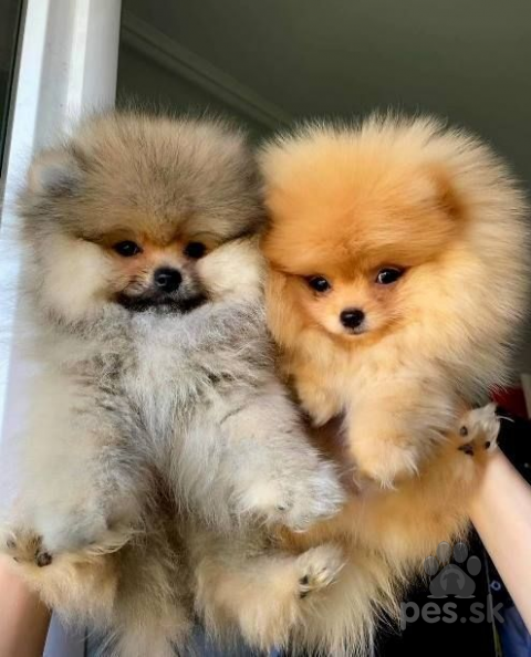 Neuznané plemená a krížence, Nadýchané šteniatka pomeraniana