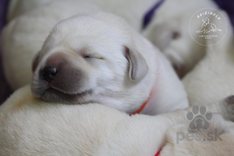 Retrívre, sliediče a vodné psy, Labrador retriever s rodokmeňom pôvodu