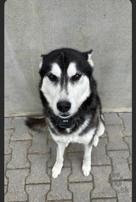 Špice a primitívne typy, Sibírsky husky
