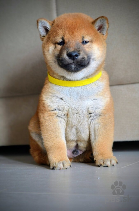 Špice a primitívne typy, Shiba Inu krásne šteniatka