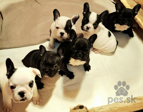 Spoločenské a sprievodné psy, Francúzsky buldog – Špičkové šteniatka