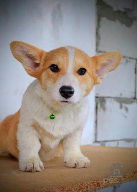 Ovčiaky a pastierske psy, Welsh Corgi Pembroke – Krásne šteniatka