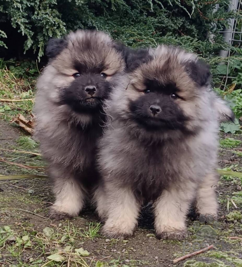 Špice a primitívne typy, Německý špic vlčí / keeshond prodám štěňata s PP