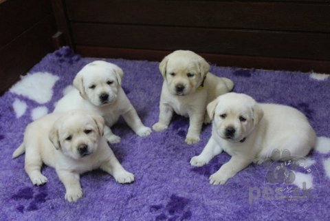 Retrívre, sliediče a vodné psy, Labrador retriever s rodokmeňom pôvodu