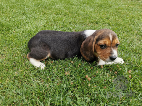 Duriče, farbiare a príbuzné plemená, Bígl, bígel, beagle