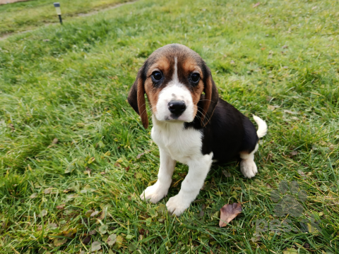 Duriče, farbiare a príbuzné plemená, Bígl, bígel, beagle