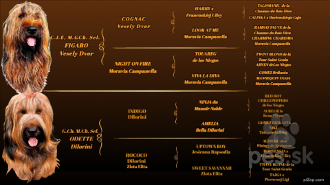 Ovčiaky a pastierske psy, BRIARD PLAVÝ
