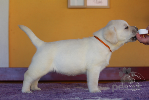 Retrívre, sliediče a vodné psy, Labrador retriever s rodokmeňom pôvodu
